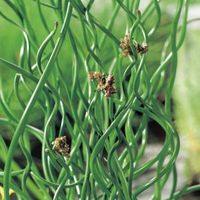 Krulpitrus (Juncus effusus &ldquo;spiralis&rdquo;) moerasplant - 6 stuks - thumbnail