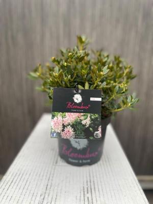 Blomux Magenta I - Oosterik home