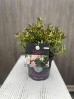 Blomux Magenta I - Oosterik home