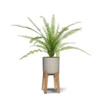 Asplenium Varen kunstplant 75 cm in 12cm pot