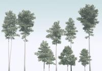 Noordwand Komar Raw Fotobehang Pines - R4-040
