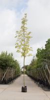 Bontbladige Noorse Esdoorn Acer pl. Drummondii h 450 cm st. omtrek 16 cm - Warentuin Natuurlijk