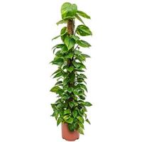 Scindapsus epipremnum aureum mosstok 150 kamerplant - thumbnail