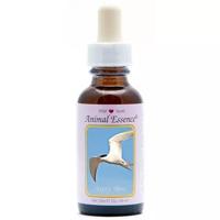 Animal Essences Arctic tern (noordse stern) 30 Milliliter