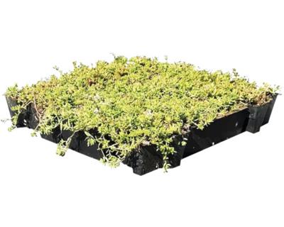 Sedum cassette ECO per stuk (0,24m2)