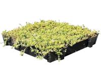 Sedum cassette ECO per stuk (0,24m2)