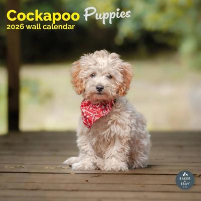 Cockapoo Puppies Kalender 2026