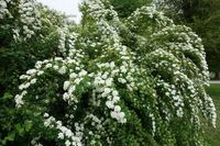 Spierstruik spirea