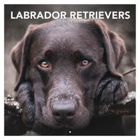 Labrador Retriever Kalender 2026