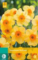 Narcissus Kedron - Jub