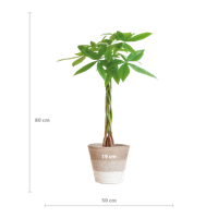 Pachira Aquatica met Mand Lissabon wit - 80cm - Ø21