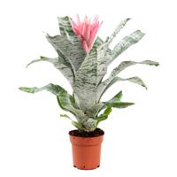Aechmea Primera (Bromelia) P 15 cm