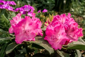 Rhododendron