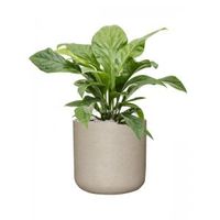 Plant in Pot Anthurium Ellipticum Jungle Bush 95 cm kamerplant in Rough Grey Washed 44 cm bloempot - thumbnail