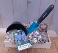 Cadeaupakket Bloembollen XL Crocussen & Blauwe Druif - thumbnail