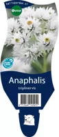 Anaphalis triplinervis (Siberische edelweiss) - thumbnail