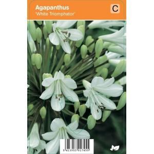 Afrikaanse lelie (agapanthus "White Triumphator") zomerbloeier - 12 stuks