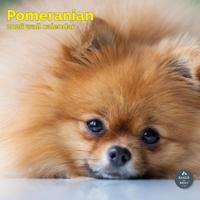 Pomeranian Kalender 2026