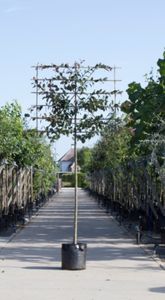 Roodbladige sierappel als leiboom Malus Mokum h 320 cm st. omtrek 12 cm st. h 200 cm - Warentuin Natuurlijk