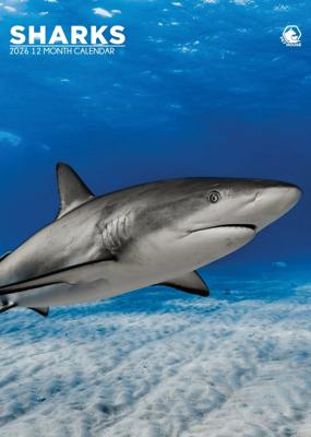 Haaien A3 Kalender 2026