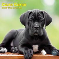 Cane Corso Kalender 2026