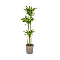 Dracaena Fragrans Golden Coast Ø24cm - ↕140cm Dracaena Fragrans Golden Coast Ø24cm - ↕140cm