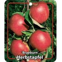 Malus Domestica Braeburn - Oosterik home