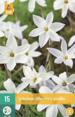 Ipheion un. Alberto Castillo - Jub