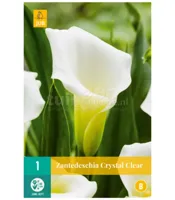 Bloembollen Zantedeschia Crystal Clear 1st