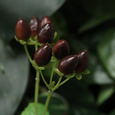 Hypericum Kunst bessentak 65cm