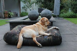 Dog's Companion® Hondenbed army