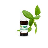 Phytosun Aromatherapie Essentiële Olie Ravintsara