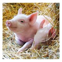Ravensburger - boerderijdieren legpuzzel 2x12 stuks