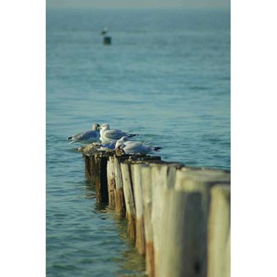 Mondiart Schilderij Strandpalen