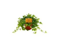 Eden Collection - Peperomia Rotundifolia