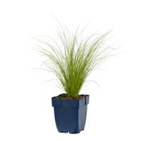 Stipa tenuissima Ponytails vaste plant Griffioen - Griffioen