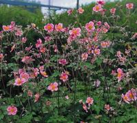 Anemone tomentosa Robustissima Samplant - Samplant