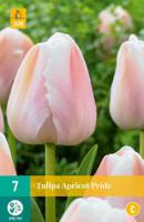 Tulipa apricot pride - Jub