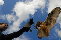 Vliegworkshop met roofvogels en uilen - Vliegensvlug Vliegworkshop met roofvogels en uilen - Vliegensvlug