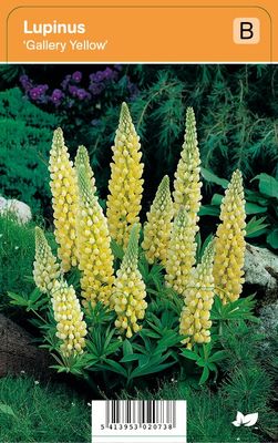 Vips Lupinus Gallery Yellow - Lupine