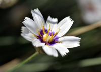 Witte strobloem Witte strobloem