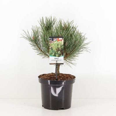 Pinus sylvestris watereri 25-30 cm - Warentuin natuurlijk