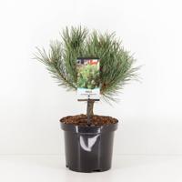 Pinus sylvestris watereri 25-30 cm - Warentuin natuurlijk