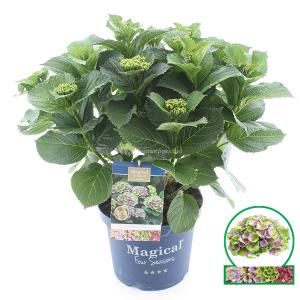 Hydrangea Macrophylla "Magical Amethyst Blauw"® boerenhortensia - 40-50 cm - 1 stuks