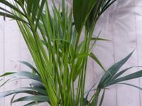 Kentiapalm Howea Forsteriana kamerplant potmaat 22 cm H140-160 cm Warentuin Natuurlijk - Warentuin natuurlijk