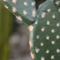 Opuntia kunst Cactus 40cm