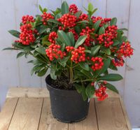 Skimmia mix 50 cm - Warentuin Natuurlijk - thumbnail