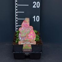 Steenbreek (saxifraga arendsii "Carpet Purple") bodembedekker - 6-pack - 1 stuks - thumbnail