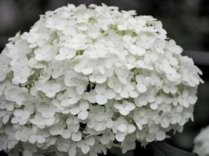 Langbloeiende hortensia