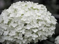 Langbloeiende hortensia - thumbnail